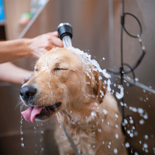 Pickles Parlour Portsmouth Dog Groomer