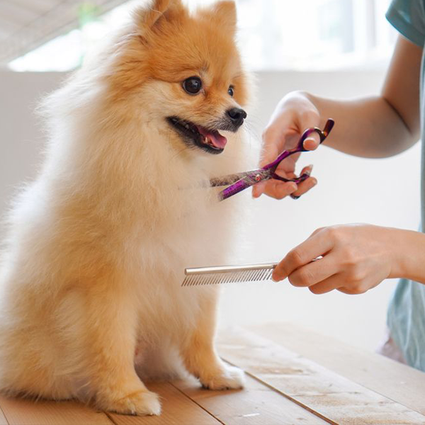 Pickles Parlour Portsmouth Dog Groomer